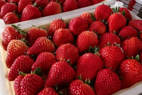 标准光源箱辨别草莓颜色